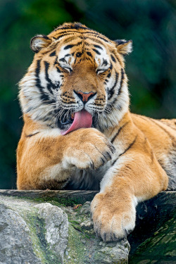  Oural licking his paw by Tambako The Jaguar 