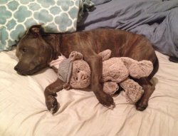 cute-overload:  Baloo and his bearhttp://cute-overload.tumblr.com