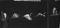 retrofutureground:   Etienne-Jules Marey - Flight of the Heron,