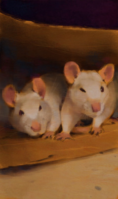 gomgrut:  photo studies of my rats that i did the other day!