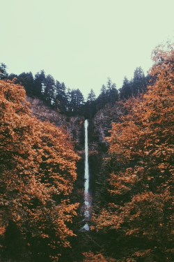 moody-nature:  Untitled | By The Curious Life