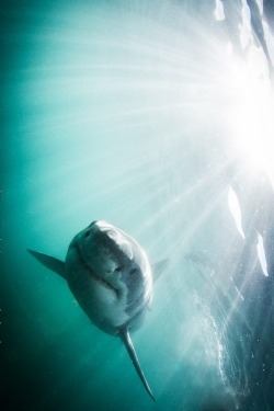 wolverxne:  White Shark, South Africa | by: { Morne Hardenberg