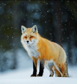 beautiful-wildlife:  Snowfall by Radomir Jakubowski