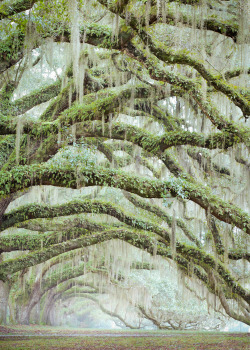 hueandeyephotography:  Resurrection Fern and Spanish Moss Living