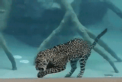 gifsboom:  Video: jaguar eating underwater  WTF?  They SWIM?