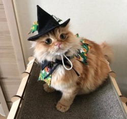 chubbycattumbling: kitty: HAPPY HALLOWEEN !!!!  Not Halloween