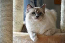 gen0-cide:  isriana:  New photos of my pretty boy ♥ Nemo, ragdoll,