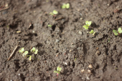 lichtvoetig:  Little radish sprouts
