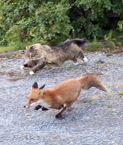  curious-wiccan:  Norwegian forest cat chasing a fox    JAXXX