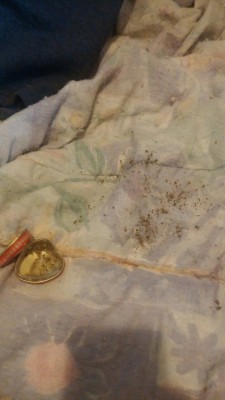 searchingforhygge:  THE DOG SPILLED THE LAST OF MY WEED UGHUGHYYGHGGHH  That sucks 
