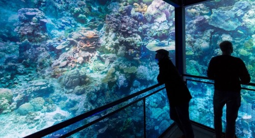staceythinx:  Great Barrier Reef byÂ Yadegar AsisiÂ  About the project:  On a 1:1 scale, the Nature Panorama presents the unique underwater world of the coral reef off the coast of Australia in all its fragile beauty and complexity. From a perspective