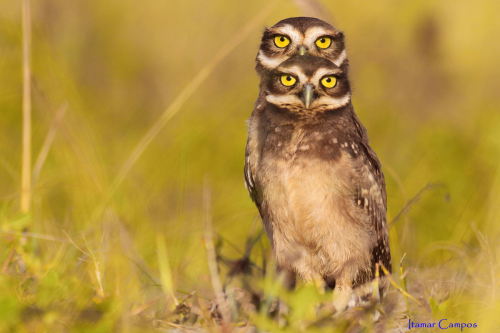 end0skeletal:  (via 500px / 4 eyes! by Itamar Campos)