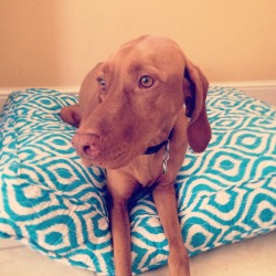 iamthevizsla:  New bed!