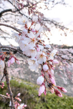 mizunokisu:  Kyoto Cherry Blossoms 2015 by tokyofashion on Flickr.