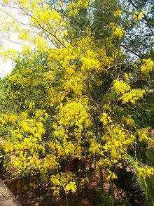 And this funny psychoactive tree, Cassia fistula, is also known