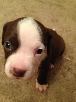 dogsandpupsdaily:  - American Pitbull Terrier Mix. Want more?