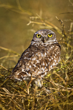 wowtastic-nature:  💙 Evening Burrowing Owl on 500px by RobsWildlife.com