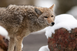animal-obsession:  Coyote Near Old Faithful (2013) Yellowstone