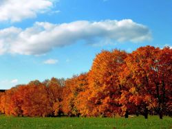 gravitationalbeauty:  flamin trees by Agnes I Adamska