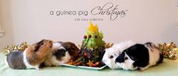 ohmyguineapigs:  A guinea pig Christmas.via cali cavy collective