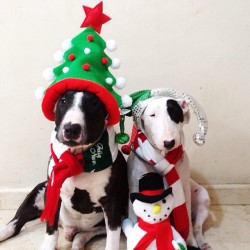 aplacetolovedogs:  @mauvelezs #instagram #bullterrier #holidays