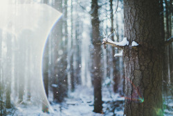 two-trapeze:  First Snow by .monodrift on Flickr. 