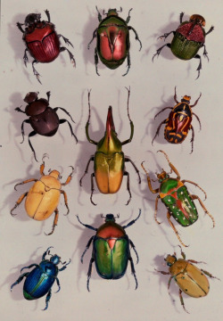 gwengold: Scarabs from the Scarabeidae family - Edwin L. Wisherd,