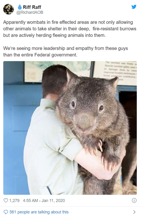 yumantimatter:No clue if this is true but holy fuck wombats are