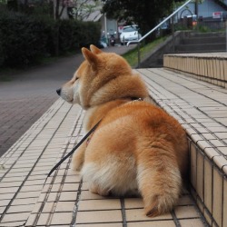 shibainu-komugi:  ここでお昼寝出来るかな？🐶💤