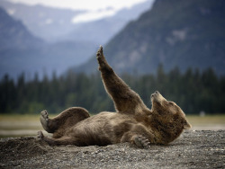 drxgonfly:    Stretching Teddy (by Olav Thokle)
