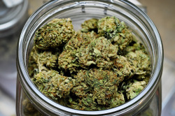 weed-palace:  Tired of paying for your weed ? - Click here