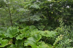 morigrrl:  Petasites japonicus  and Aralia cordata 