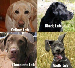 Varieties of the breed