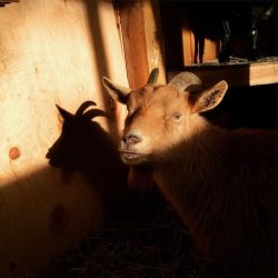 thebelmontgoats:  Morning sun Bambi lip. #belmontgoats #goats