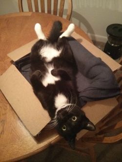 awwww-cute:  Node is getting too big for his box-bed, but he