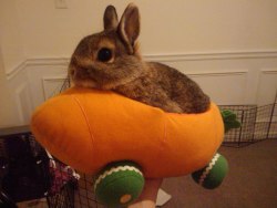 pycbunnies:  Popcorn in her spaceship she choose to go to the