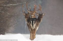 gaynerdcomic:  magicalnaturetour:  Deer oh deer oh deer: ‘Three-headed’