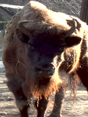 pasionanimalblog:  European Bison chugging past winter.  It