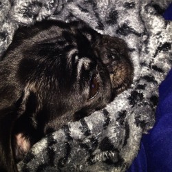 I love snuggling with mommy in my favorite blankie #puglove #pugsofinstagram