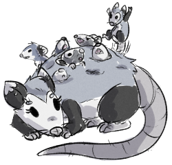 pipa pipa opossum the babies sprout out of holes formed in the
