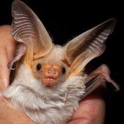 battime:  Antrozous pallidus - Pallid Bat    Photo by Daniel