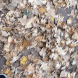 lumpyspaceprincessa:  I live for crunchy leaves in autumn