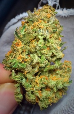 coloradocrusade:  Organic Green Crack