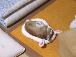 naglly:  うさきのウサギベッド (via The bunny bed. )