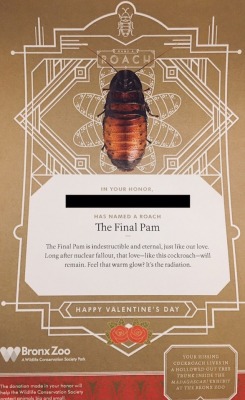 minieral: This past Valentine’s Day, a cockroach at the Bronx