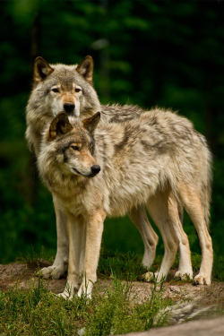 atraversso:  Timber Wolves  by Michael Cummings 