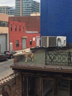 sauridae: bestthingfortoday: Wild coyote on the roof of a bar,