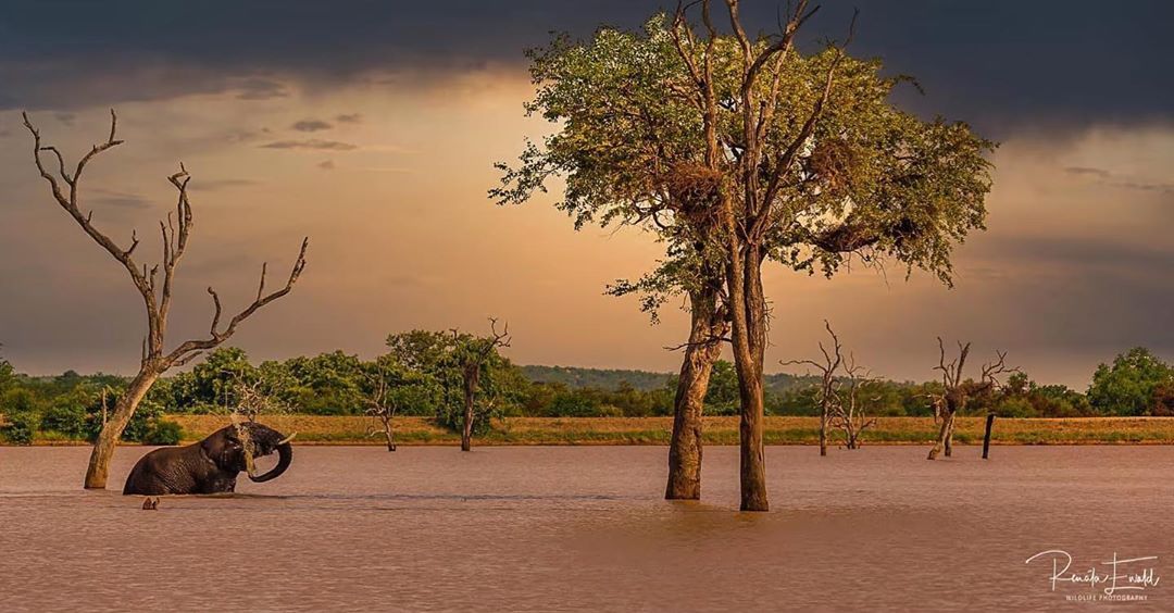 <p>Sabeldam magic #elephant #sunrise #water #landscape #photosafari #intothewild #nature #beautiful @krugernationalpark @renataewaldwildlifephotography <br/>
<a href="https://www.instagram.com/p/CFLCLrQA1G6/?igshid=wt69p2h8vyuj">https://www.instagram.com/p/CFLCLrQA1G6/?igshid=wt69p2h8vyuj</a></p>