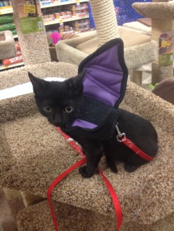 bartokthecat:  bartok’s trying on his halloween costume on