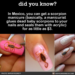 did-you-kno:  In Mexico, you can get a scorpion  manicure (basically,